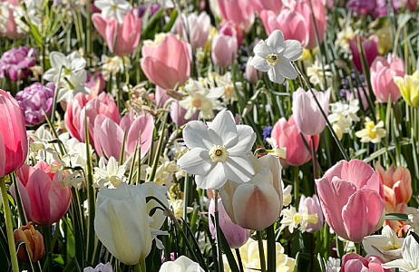 SILK - Keukenhof 22/04/2022