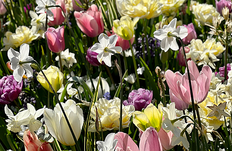 SILK - Keukenhof 22/04/2022