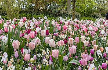 SILK - Keukenhof 03/05/2022