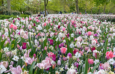 SILK - Keukenhof 03/05/2022