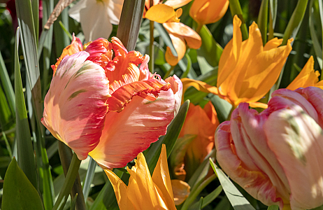 Velvet - Keukenhof 25/04/2023