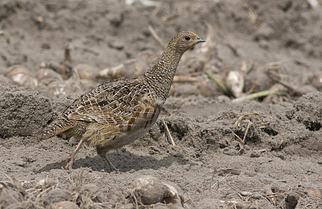 Nature and biodiversity at JUB Holland's nursery