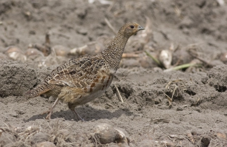 Nature et biodiversité à la pépinière de JUB Holland