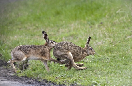 Nature et biodiversité à la pépinière de JUB Holland