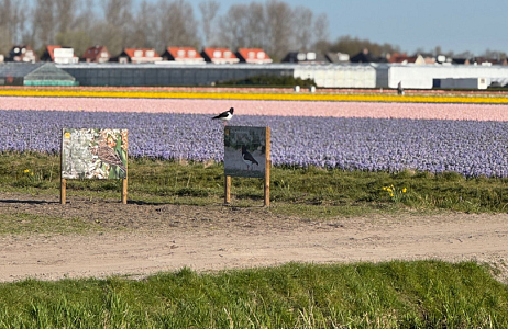Bulb Birds at JUB Holland – Breeding Success of Yellow Wagtails