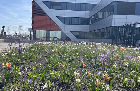  Bloembollen en vaste planten op zout stukje niemandsland
