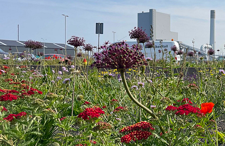  Bloembollen en vaste planten op zout stukje niemandsland
