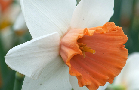  Bloembollen en vaste planten op zout stukje niemandsland