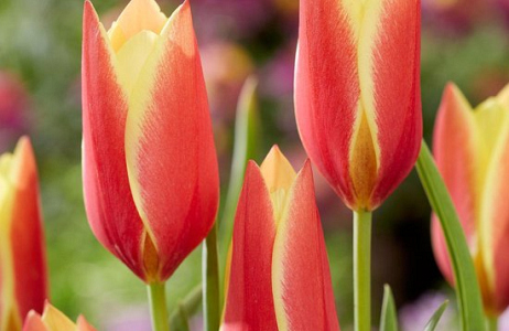  Bloembollen en vaste planten op zout stukje niemandsland