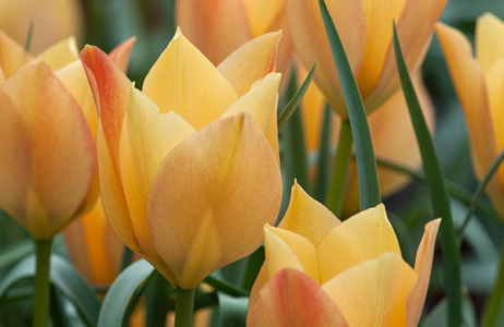  Bloembollen en vaste planten op zout stukje niemandsland