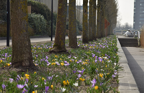 The Vibrant Verge by JUB Holland wins Pro Landscaper Sustainability and Biodiversity Award