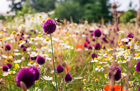 The Vibrant Verge by JUB Holland wins Pro Landscaper Sustainability and Biodiversity Award