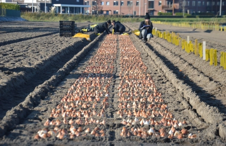 JUB Holland’s Trial Garden: where colour, knowledge and creativity come together