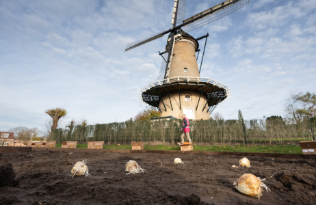 Voorjaar in voorbereiding bij de Molen van Piet