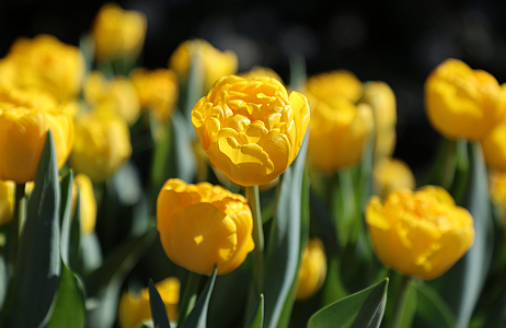 Tulipa ‘Pairi Daiza’ gedoopt tijdens opening van Floral Dreams