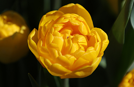 Tulipa ‘Pairi Daiza’ gedoopt tijdens opening van Floral Dreams
