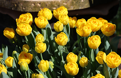 Tulipa ‘Pairi Daiza’ gedoopt tijdens opening van Floral Dreams