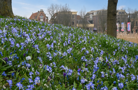  Bloembollen in het Bolwerk van Alkmaar