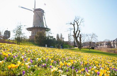  Bloembollen in het Bolwerk van Alkmaar