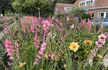 Dahlia's en Gladiolen in Amsterdam!