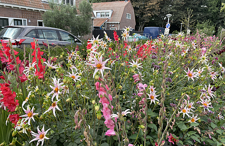 Dahlia's en Gladiolen in Amsterdam!
