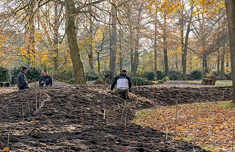 Planting borders Keukenhof - Indigo