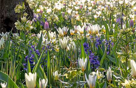 SILK - Keukenhof 29/03/2022