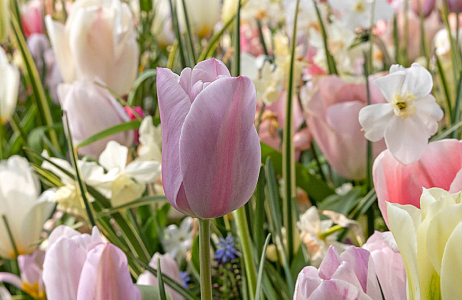 SILK - Keukenhof 03/05/2022