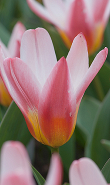 TULIPA HEART'S DELIGHT