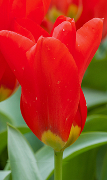 TULIPA MADAME LEFEBER