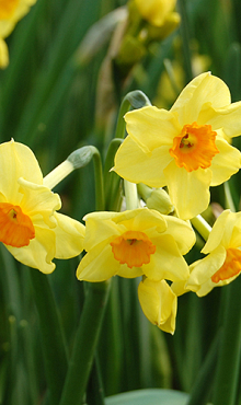 NARCISSUS GOLDEN DAWN