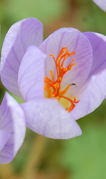 CROCUS SPECIOSUS CONQUEROR