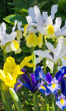 IRIS HOLLANDICA GEMENGD