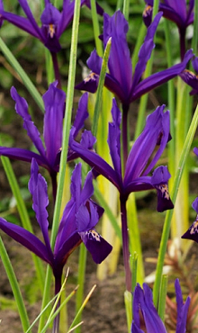 IRIS RETICULATA PAULINE