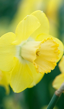 NARCISSUS AVALON