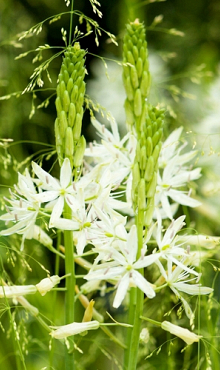 CAMASSIA LEICHTLINII SACAJAWEA