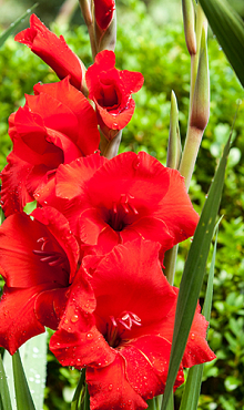 X 100 GLADIOLUS OSCAR 12/14