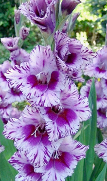 X 100 GLADIOLUS PASSOS 12/14