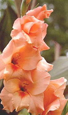 X 100 GLADIOLUS PETER PEARS 12/14