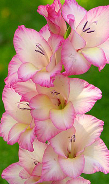 X 100 GLADIOLUS PRISCILLA 12/14