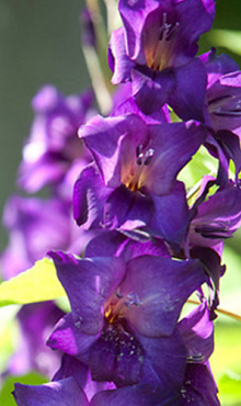 X 100 GLADIOLUS PURPLE FLORA 12/14