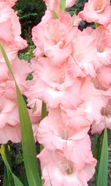 X 100 GLADIOLUS ROSE SUPREME 12/14