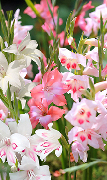 X 100 GLADIOLUS NANUS MIX 8/9