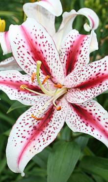 X 50 LILIUM DIZZY 14/16