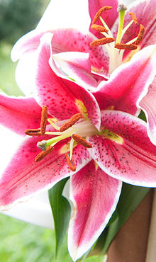 X 50 LILIUM STARGAZER 14/16