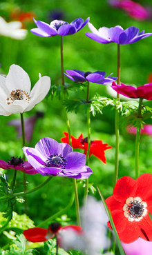 ANEMONE CORONARIA DE CAEN GEMENGD