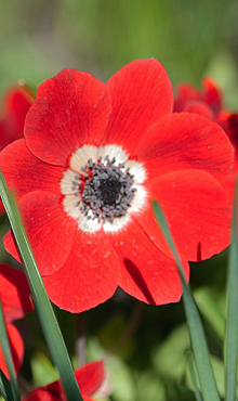 X 100 ANEMONE CORONARIA HOLLANDIA 5/6