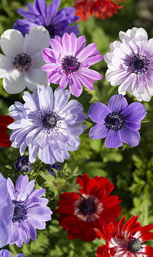 X 100 ANEMONE CORONARIA ST BRIGID 5/6