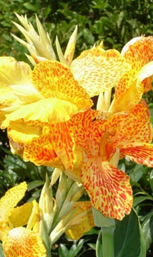 X 25 CANNA PICASSO I