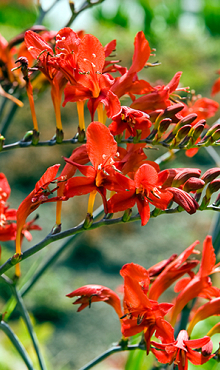 X 100 CROCOSMIA LUCIFER 10/+